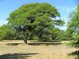 081 - (1535) Algarrobo. De los arbustos silvestres, el primero en ser utilizado fue el algarrobo, cuyos frutos habían servido a los nativos del norte, desde tiempos precolombinos, para preparar una clase de aloja y cierto pan.